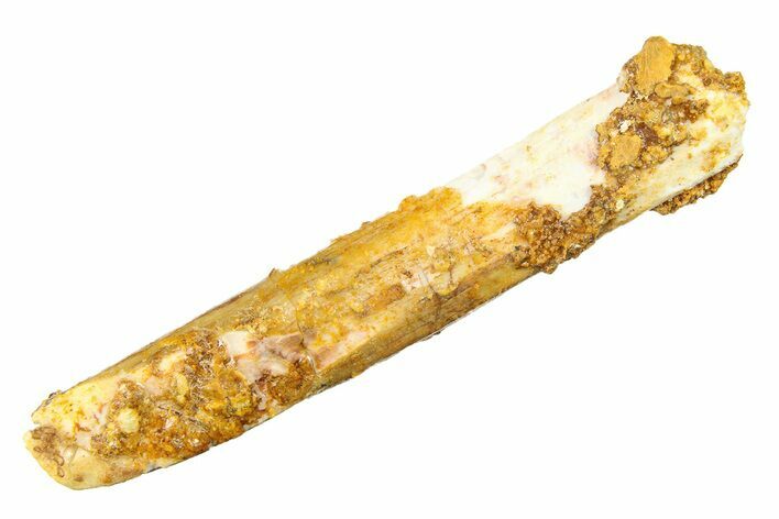 Fossil Sauropod Dinosaur (Rebbachisaurus) Tooth - Morocco #297392